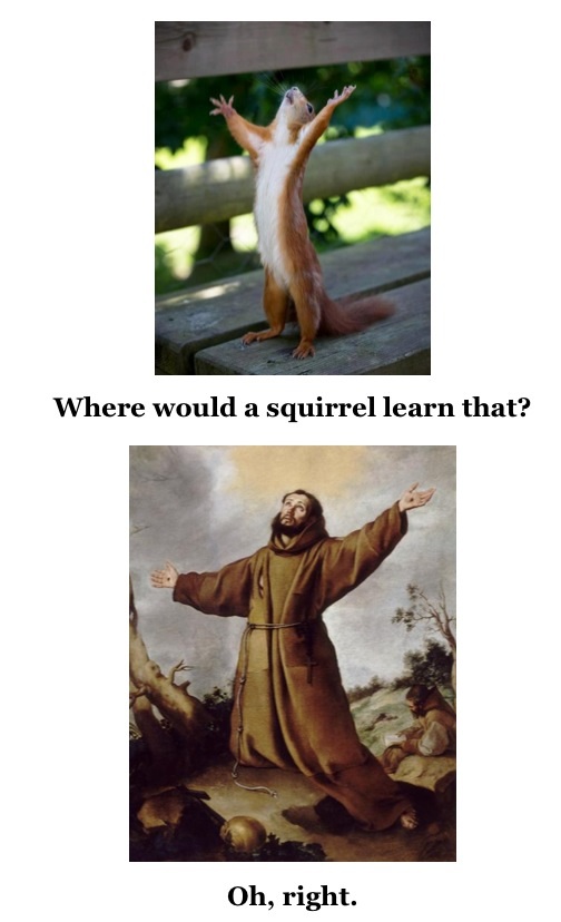 squirrel